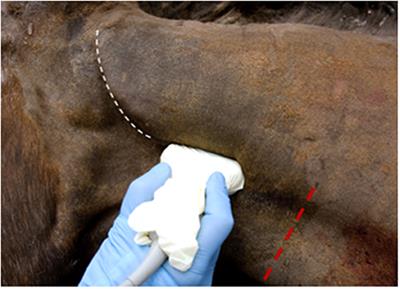 Clinical Assessment of an Ipsilateral Cervical Spinal Nerve Block for Prosthetic Laryngoplasty in Anesthetized Horses